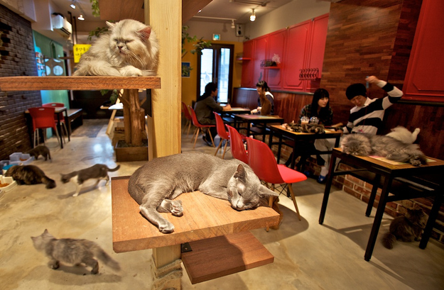 Handschrift Glimmend realiteit De 11 meest bizarre cafés van Tokyo