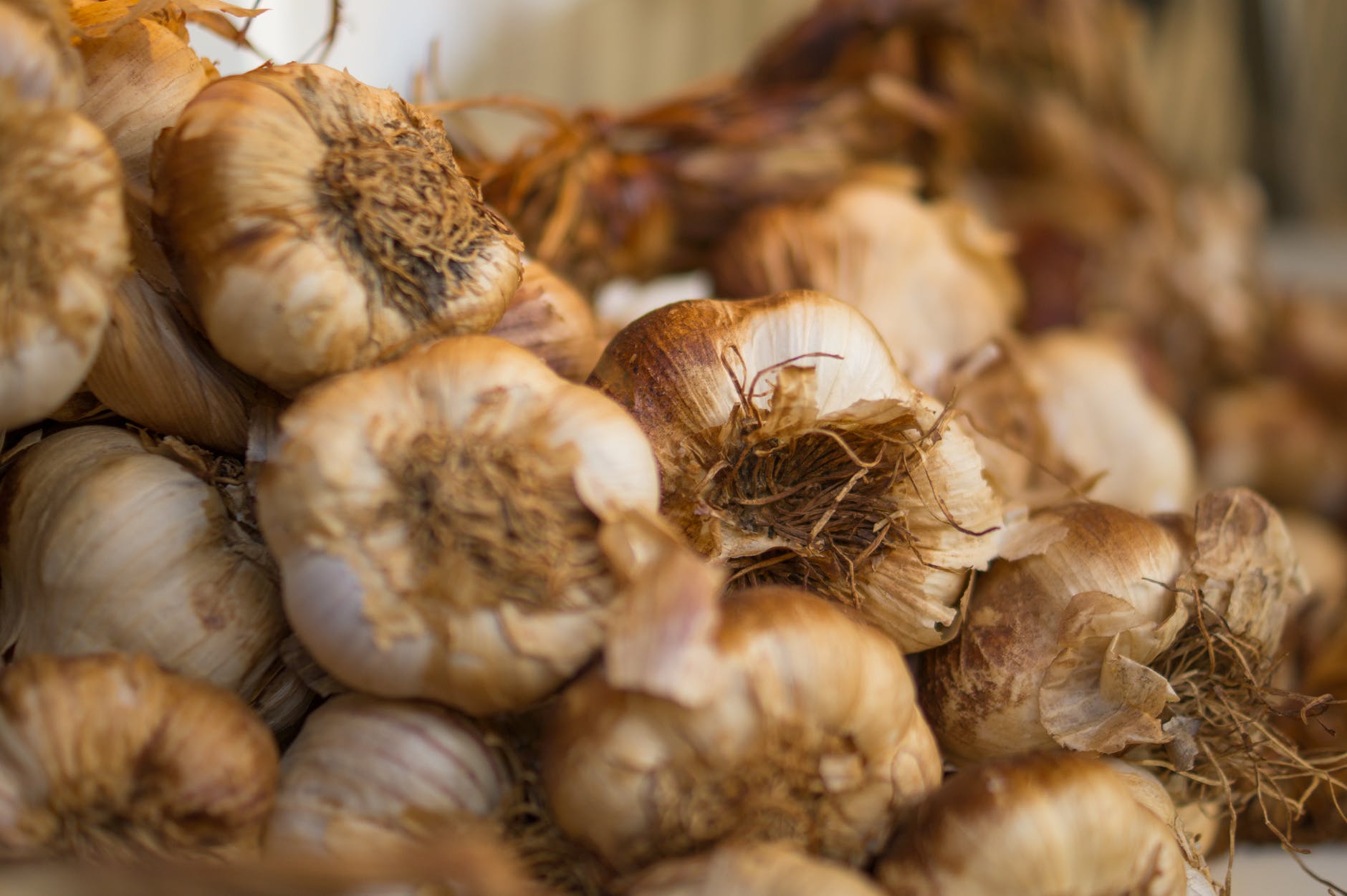 Zwarte knoflook maken zo doe je dat gewoon zélf Culy nl