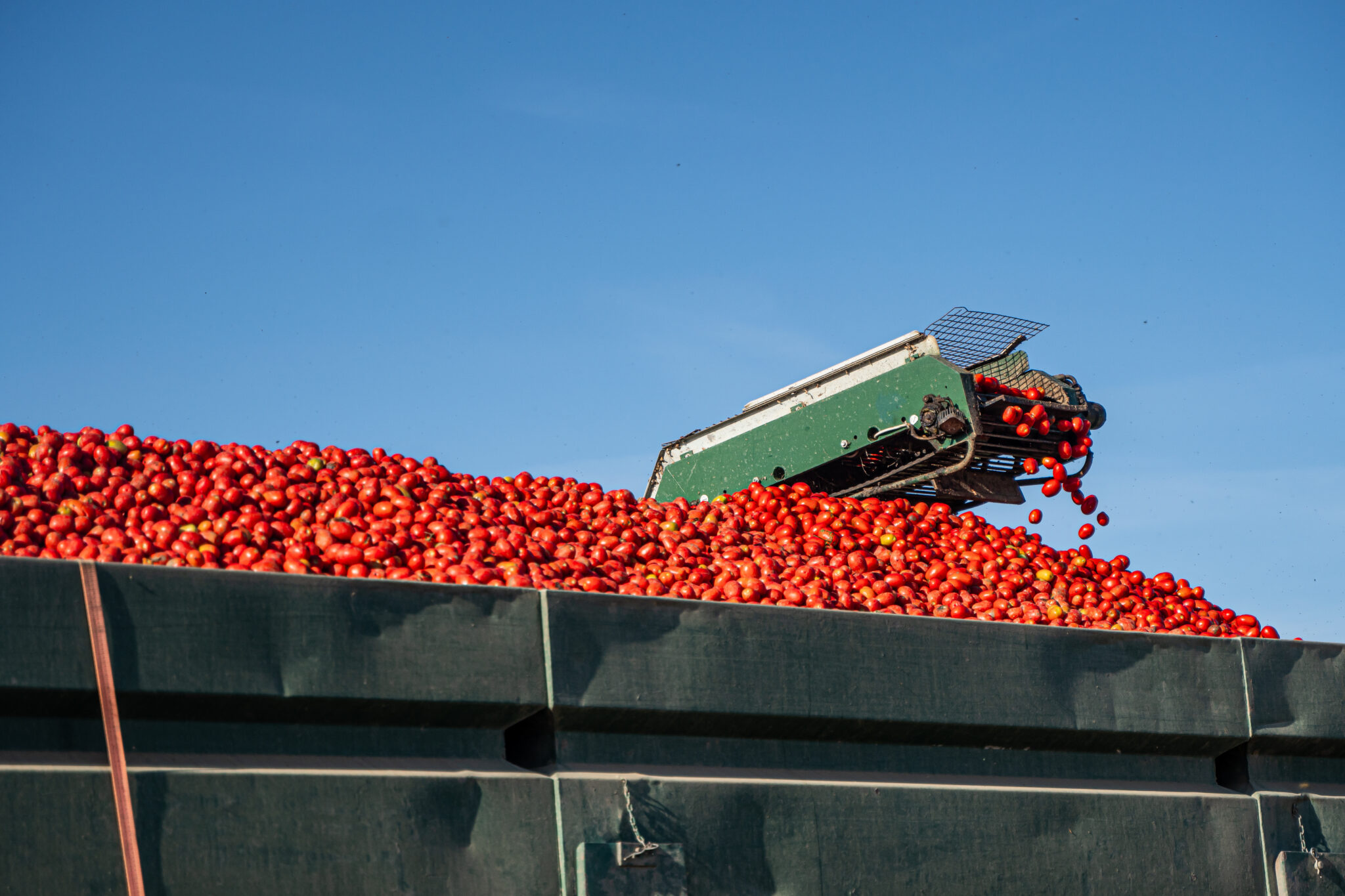 Mutti tomaten